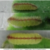 scol orion larva3 volg2